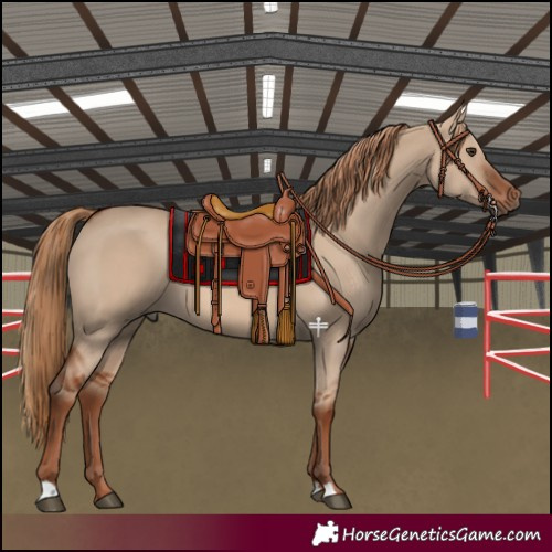 Horse Color:Red Dun