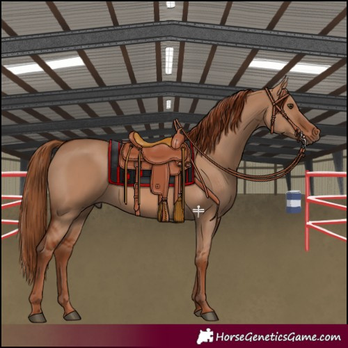 Horse Color:Red Dun 