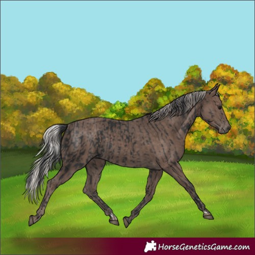 Horse Color:Black  and Silver Black 