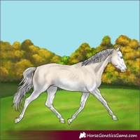 Horse Color:Cremello Splash  and Cremello Splash 