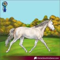 Horse Color:Palomino Roan Splash