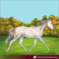 Horse Color:Palomino Roan Splash 