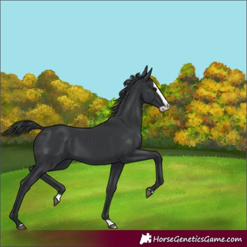 Horse Color:Unknown 