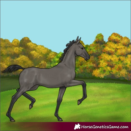 Horse Color:Grullo Rabicano 