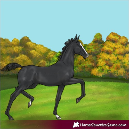 Horse Color:Unknown 