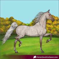 Horse Color:Silver Grullo Roan Sabino 