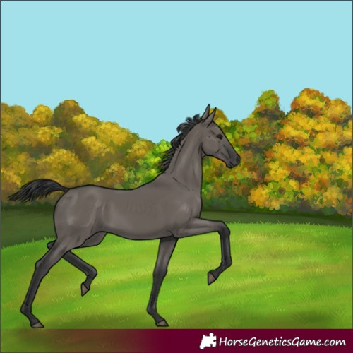 Horse Color:Grullo Rabicano 