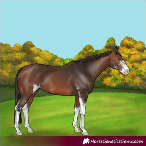 Horse Color:Bay Sabino 