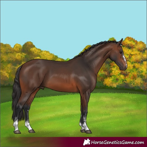 Horse Color:Brown 