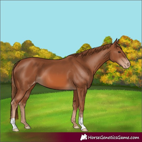 Horse Color:Chestnut Varnish 