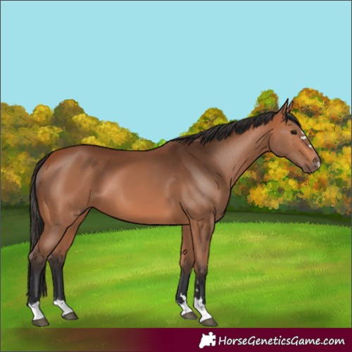 Horse Color:Bay 