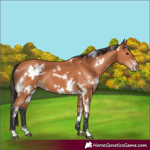 Horse Color:White Spotted Bay 