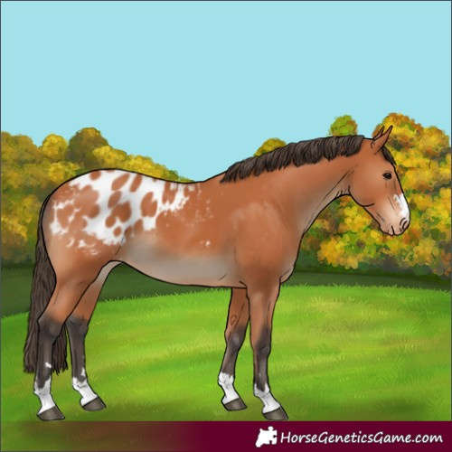 Horse Color:Bay Blanket