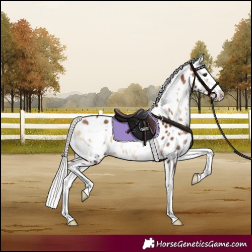 Horse Color:White Spotted Silver Brown Onyx Splash Appaloosa Rabicano 