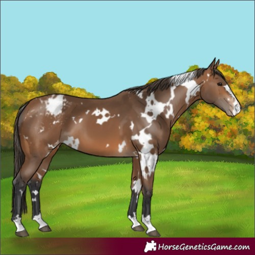 Horse Color:White Spotted Bay Varnish