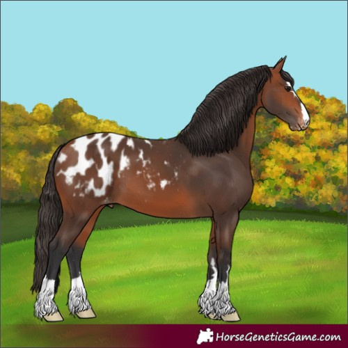 Horse Color:Bay Blanket