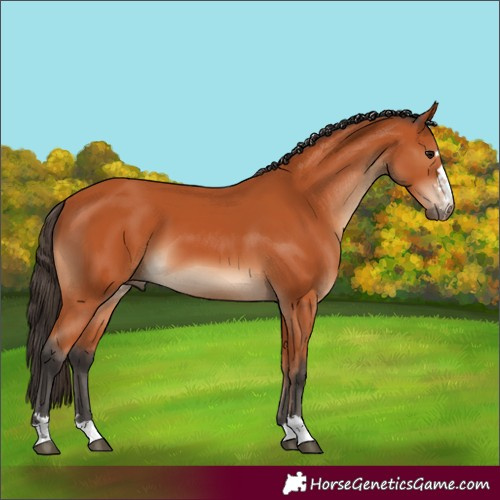 Horse Color:Bay 