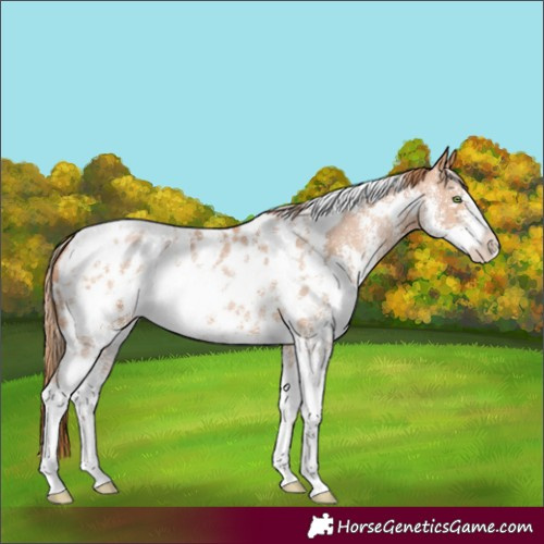 Horse Color:White Spotted Bay Pearl Sabino Appaloosa 