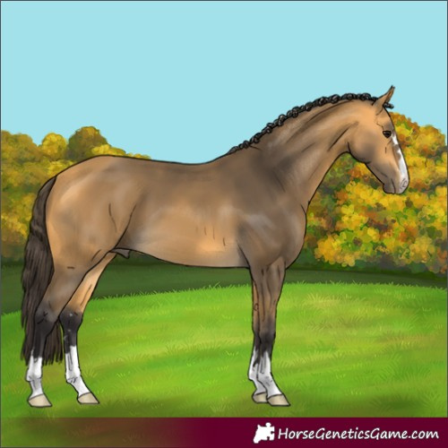 Horse Color:Buckskin