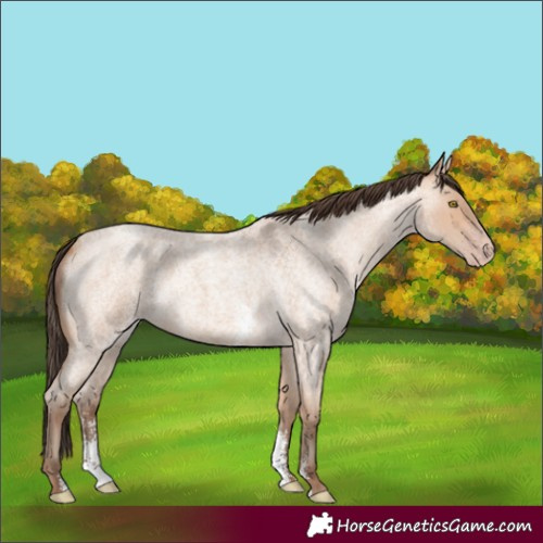 Horse Color:Amber Champagne Roan Sabino