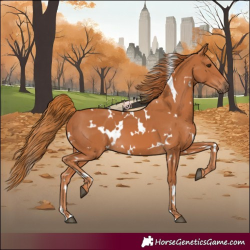Horse Color:White Spotted Chestnut 