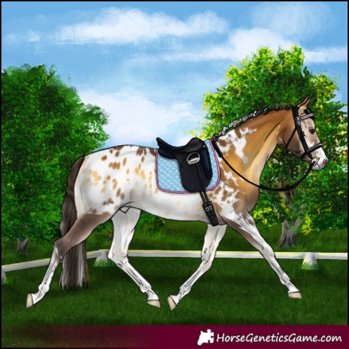 Horse Color:Gray White Spotted Buckskin Onyx Appaloosa Rabicano 