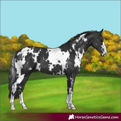 Horse Color:White Spotted Black