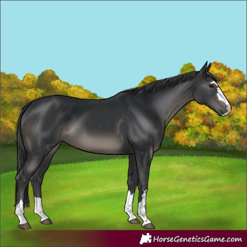 Horse Color:Black 
