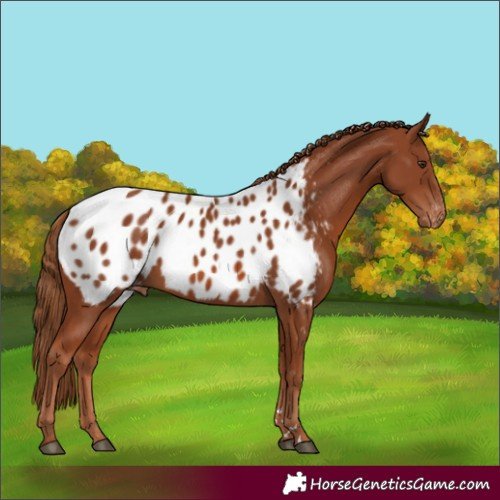 Horse Color:Chestnut Appaloosa 