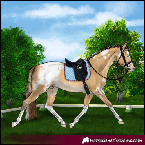 Horse Color:Gray White Spotted Amber Cream Champagne Dun Splash Appaloosa Rabicano