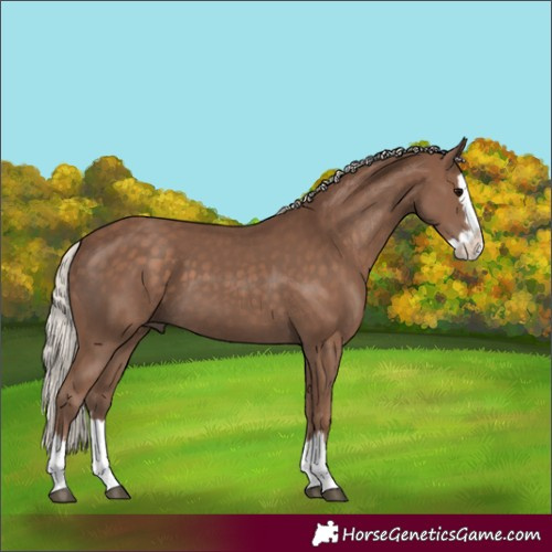 Horse Color:Silver Black Splash 