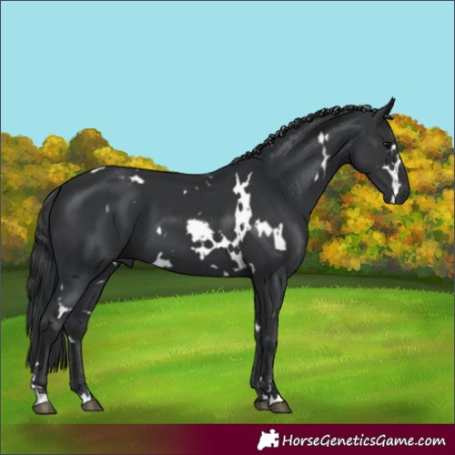 Horse Color:White Spotted Black
