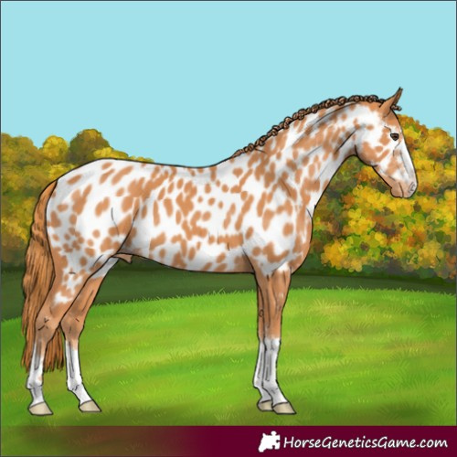Horse Color:Chestnut Appaloosa