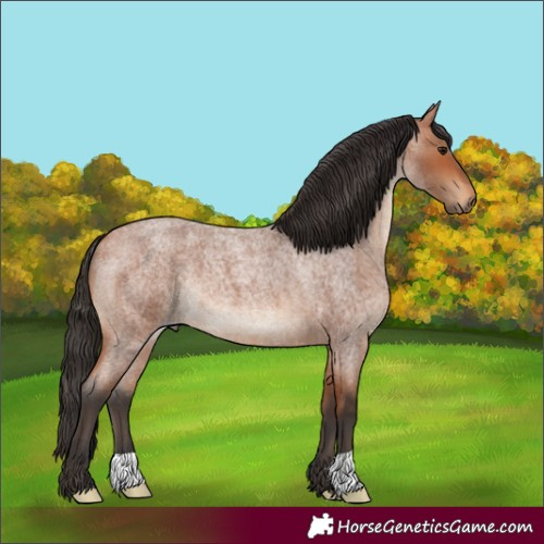 Horse Color:Bay Roan