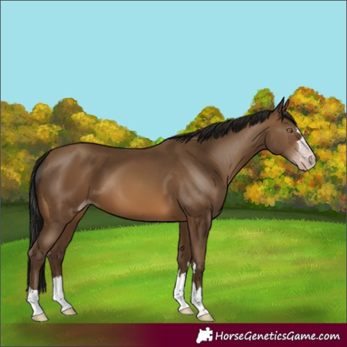 Horse Color:Gray Amber Champagne 
