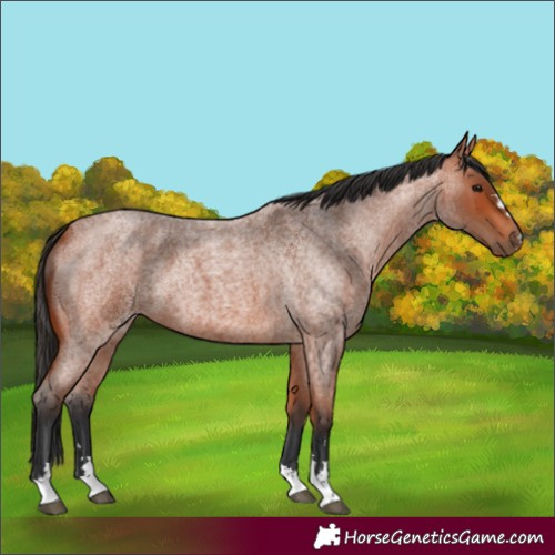 Horse Color:Bay Roan