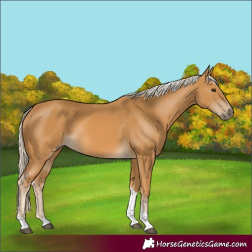 Horse Color:Palomino Tobiano