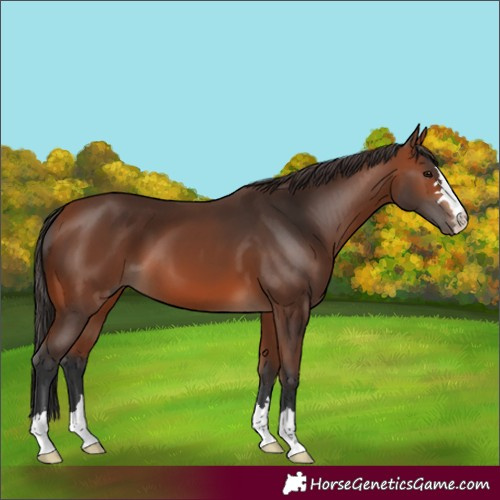 Horse Color:Bay 