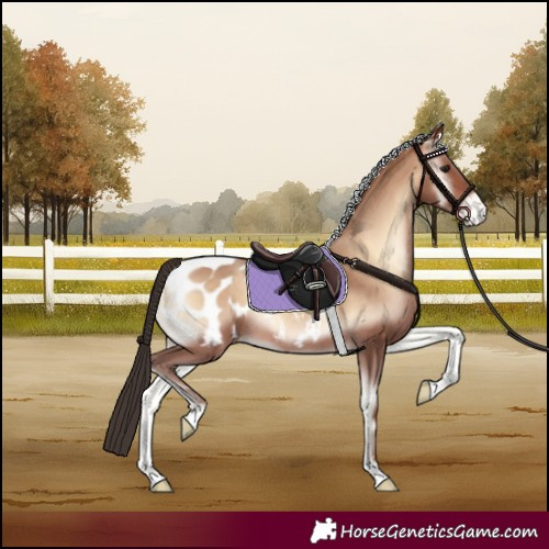 Horse Color:Sable Champagne Onyx Appaloosa Rabicano 