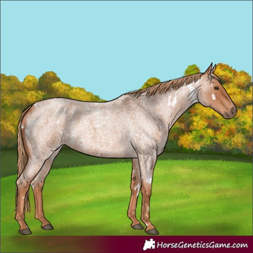 Horse Color:White Spotted Red Roan 
