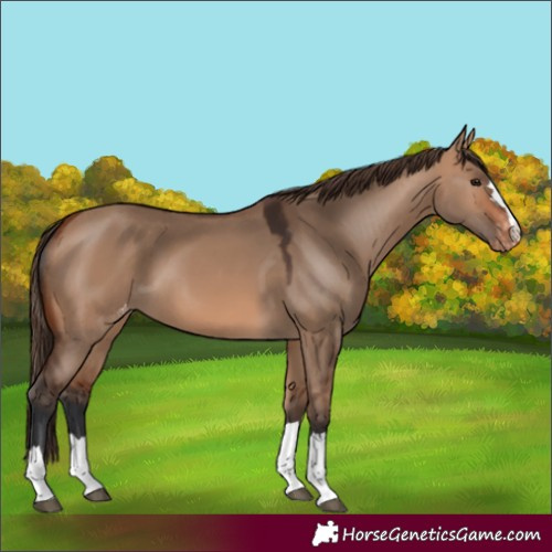 Horse Color:Bay Dun Appaloosa