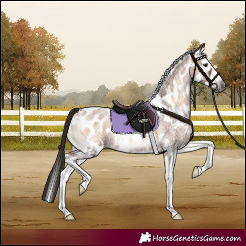 Horse Color:Gray White Spotted Bay Roan Onyx Splash Appaloosa Rabicano 