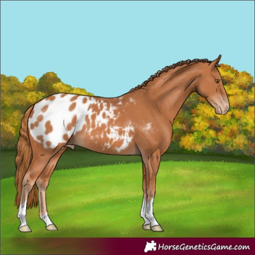 Horse Color:Chestnut Appaloosa