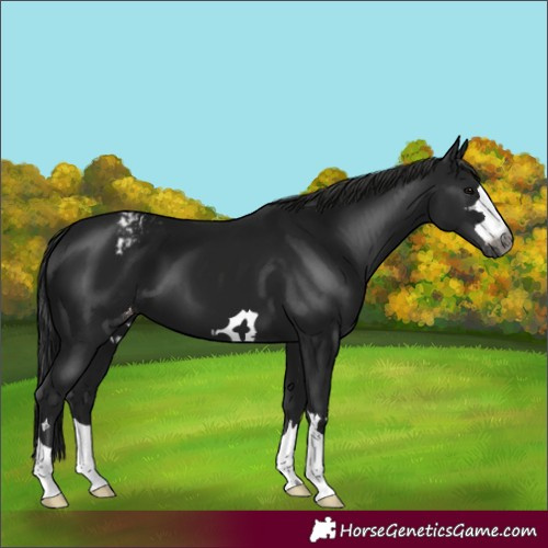 Horse Color:Gray Black Appaloosa