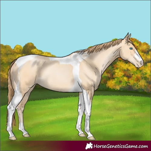Horse Color:Buckskin Pearl Tobiano 