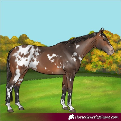 Horse Color:White Spotted Bay Blanket