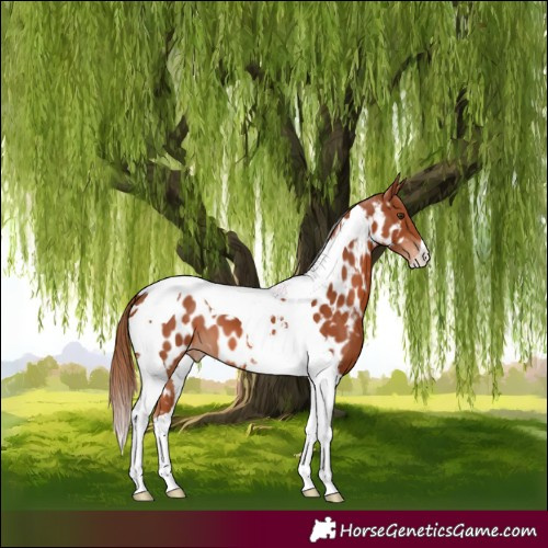 Horse Color:Chestnut Tobiano Appaloosa 