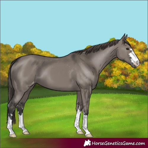 Horse Color:Grullo Varnish