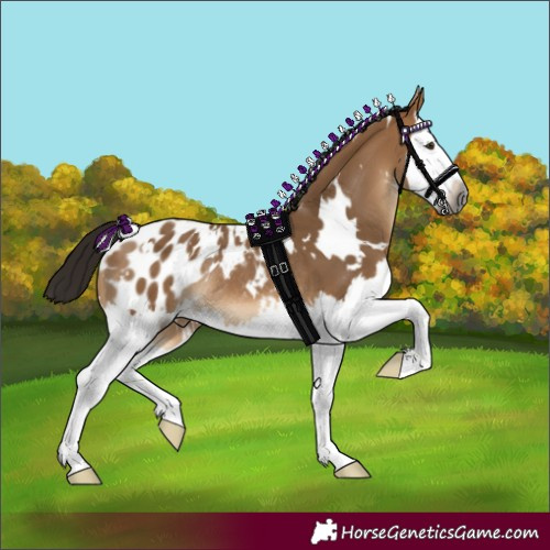 Horse Color:Gray White Spotted Bay Dun Splash Appaloosa Rabicano