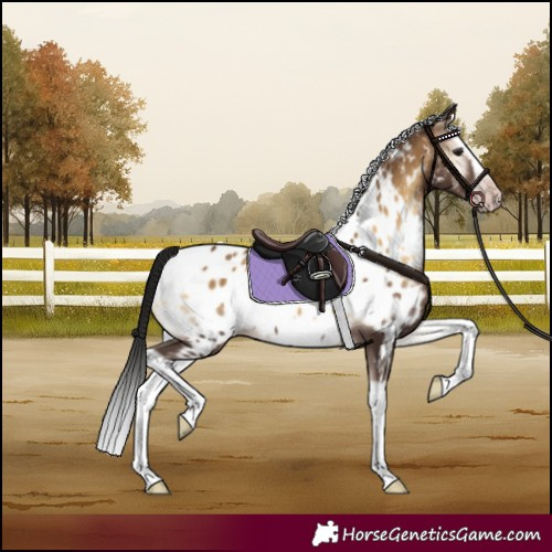 Horse Color:Gray Classic Champagne Onyx Splash Frame Appaloosa 